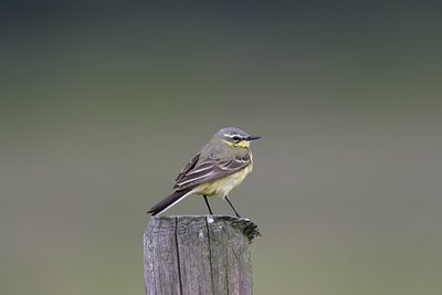 BUITEN BEELD Foto: 20969