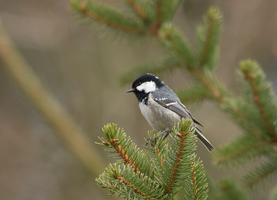 BUITEN BEELD Foto: 20980