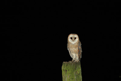 BUITEN BEELD Foto: 20981