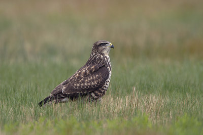 BUITEN BEELD Foto: 20986