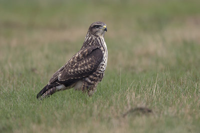 BUITEN BEELD Foto: 20988