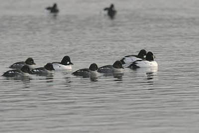 BUITEN BEELD Foto: 20996
