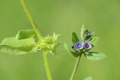 BUITEN BEELD Foto: 209008