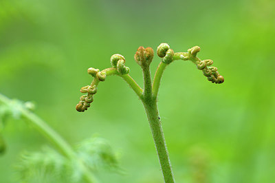 BUITEN BEELD Foto: 209213