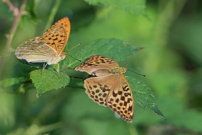 BUITEN BEELD Foto: 209264