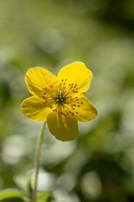 BUITEN BEELD Foto: 209287