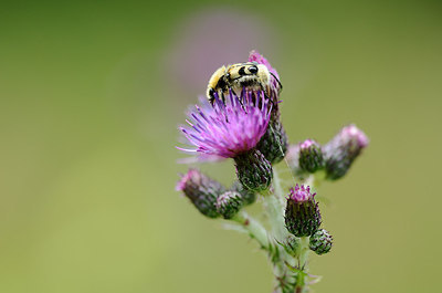 BUITEN BEELD Foto: 209322