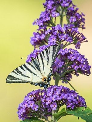 BUITEN BEELD Foto: 209408