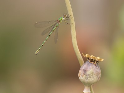 BUITEN BEELD Foto: 209454