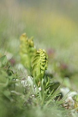 BUITEN BEELD Foto: 209479