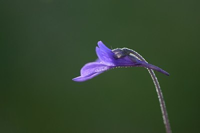 BUITEN BEELD Foto: 209485