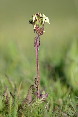 BUITEN BEELD Foto: 209487