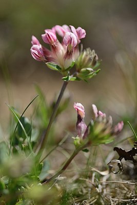 BUITEN BEELD Foto: 209494