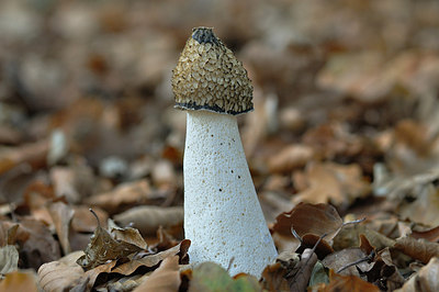 BUITEN BEELD Foto: 209501