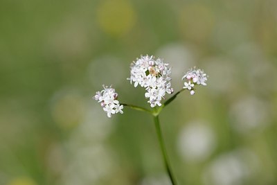 BUITEN BEELD Foto: 209513