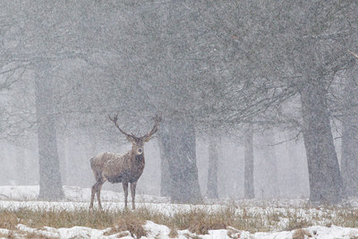 BUITEN BEELD Foto: 209525