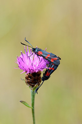 BUITEN BEELD Foto: 209539