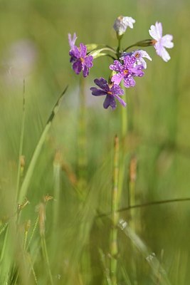 BUITEN BEELD Foto: 209551