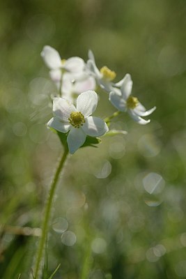 BUITEN BEELD Foto: 209554