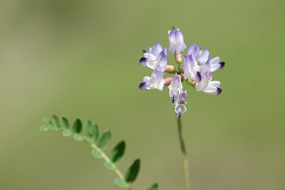 BUITEN BEELD Foto: 209565