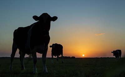 BUITEN BEELD Foto: 209585