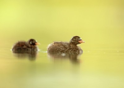 BUITEN BEELD Foto: 209587