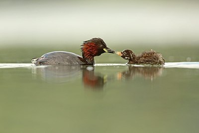 BUITEN BEELD Foto: 209590