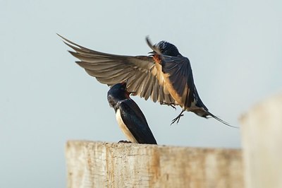 BUITEN BEELD Foto: 209591