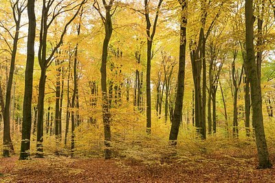 BUITEN BEELD Foto: 209598
