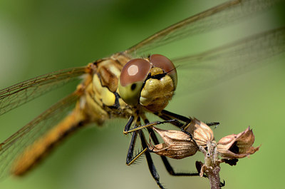 BUITEN BEELD Foto: 209626