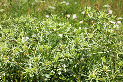 BUITEN BEELD Foto: 209640