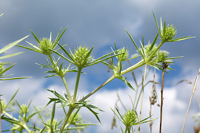 BUITEN BEELD Foto: 209641