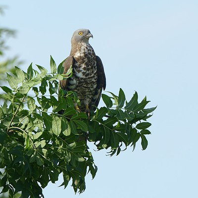 BUITEN BEELD Foto: 209660