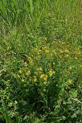 BUITEN BEELD Foto: 209663