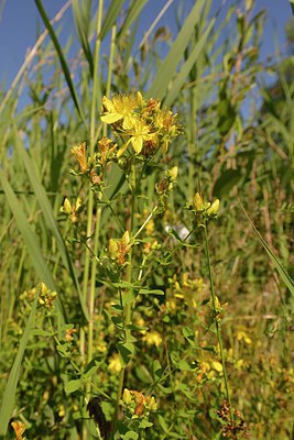 BUITEN BEELD Foto: 209664