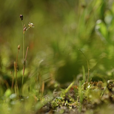 BUITEN BEELD Foto: 209724