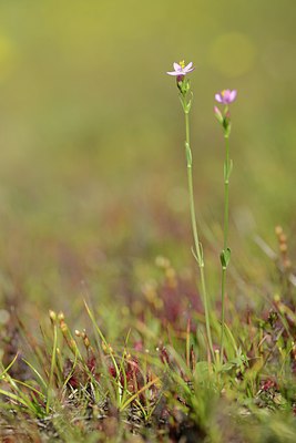 BUITEN BEELD Foto: 209730