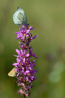 BUITEN BEELD Foto: 209749