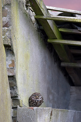 BUITEN BEELD Foto: 209760