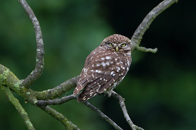 BUITEN BEELD Foto: 209763