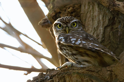 BUITEN BEELD Foto: 209764