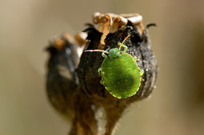 BUITEN BEELD Foto: 209769