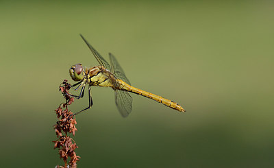 BUITEN BEELD Foto: 209771