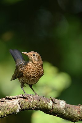 BUITEN BEELD Foto: 209782