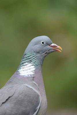 BUITEN BEELD Foto: 209784