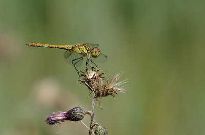 BUITEN BEELD Foto: 209800
