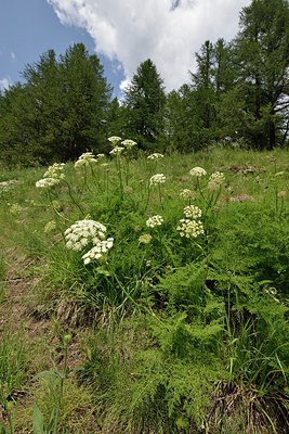 BUITEN BEELD Foto: 209807