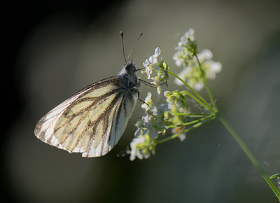 BUITEN BEELD Foto: 209830