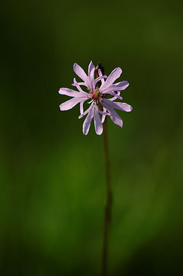 BUITEN BEELD Foto: 209834