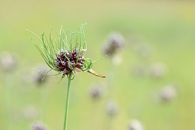 BUITEN BEELD Foto: 209909